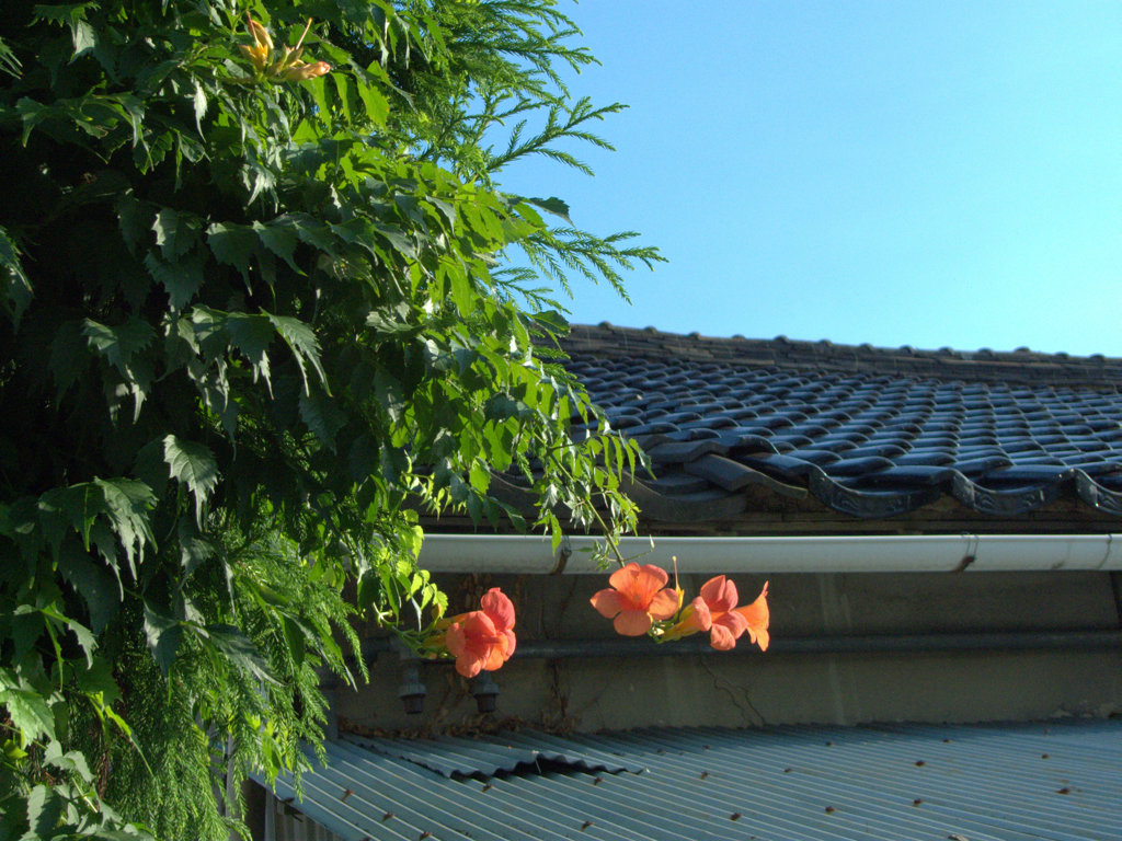 人のおウチの屋根と花