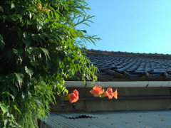 人のおウチの屋根と花