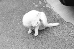 しまねこ