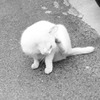 しまねこ