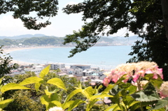 紫陽花と海