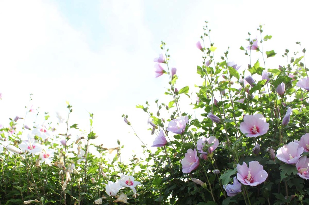 夏の花