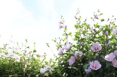 夏の花
