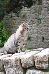 ねこ