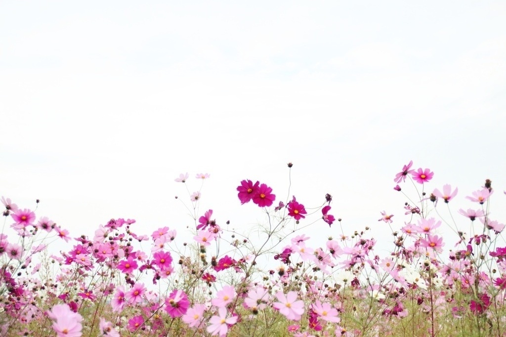 cosmos