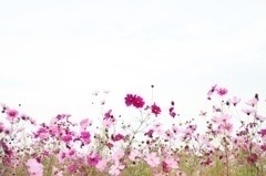 cosmos
