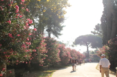 朝の花道