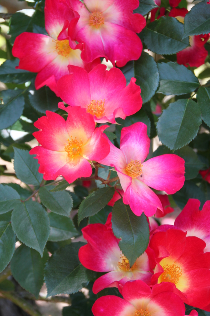 薔薇