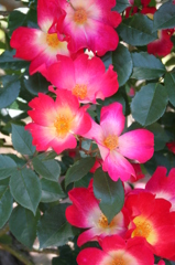 薔薇