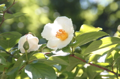 夏の椿