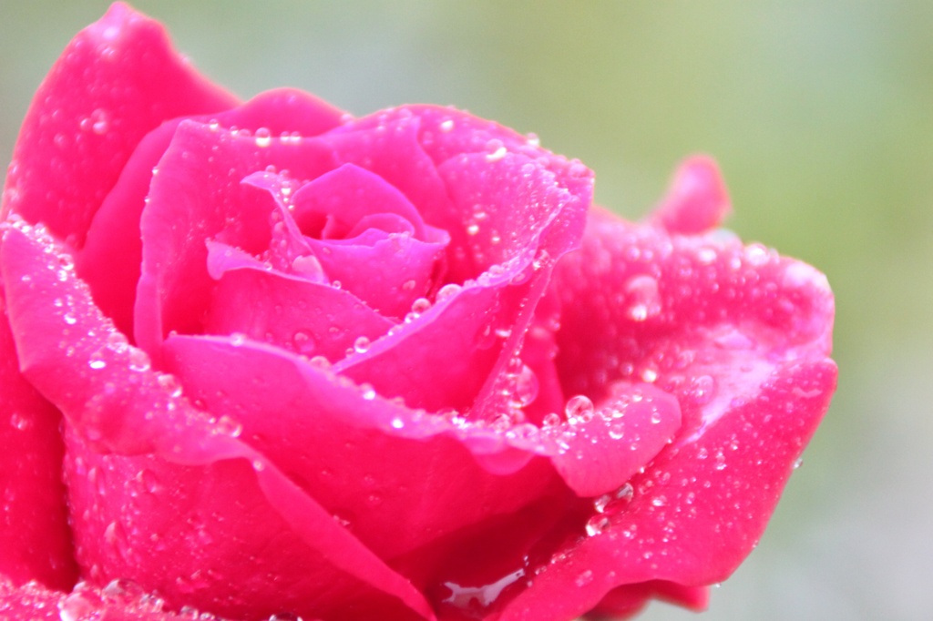 raindrop