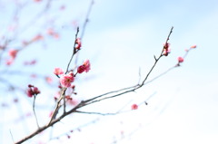 梅の花