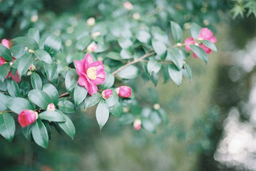 山茶花