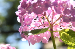 紫陽花