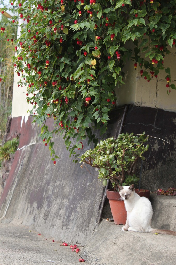 しまねこ２匹め