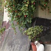 しまねこ２匹め