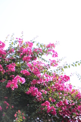 百日紅