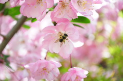 海棠桜とミツバチ