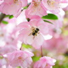 海棠桜とミツバチ