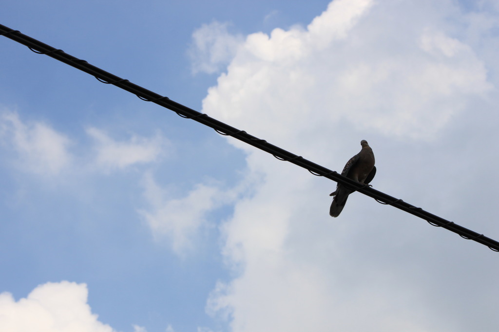 鳩