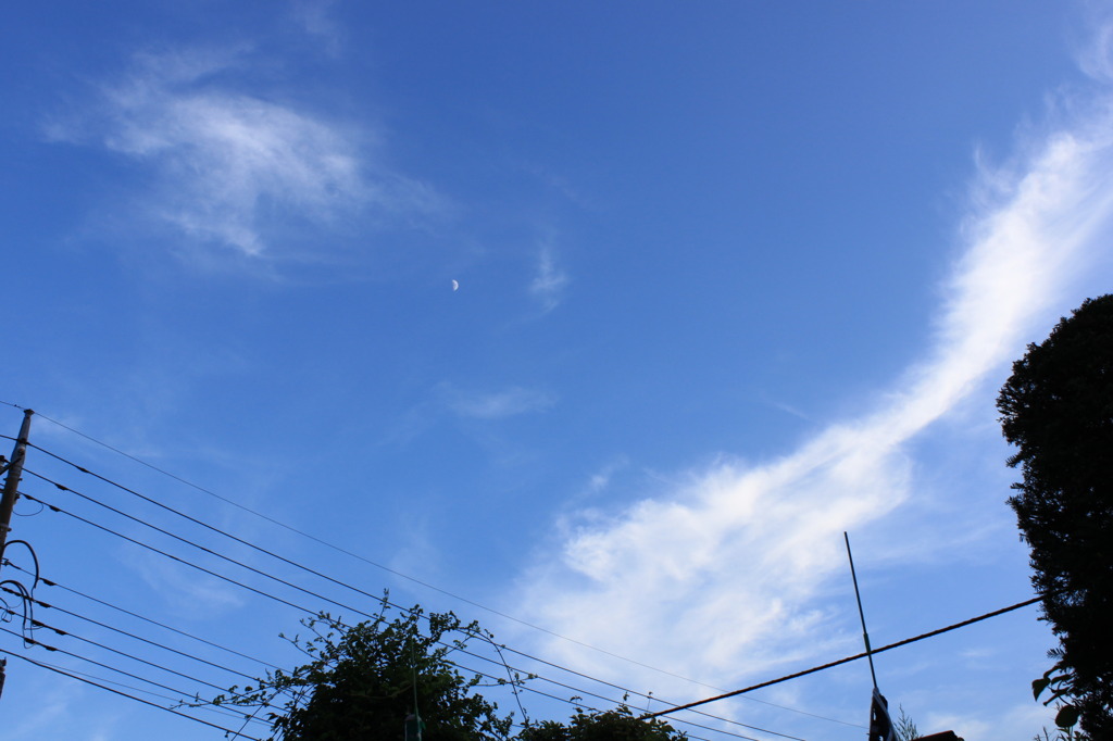 今日は半月かな？