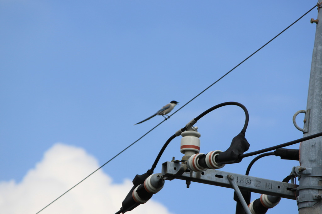 鳥のさえずり