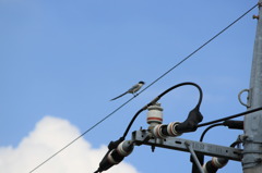 鳥のさえずり