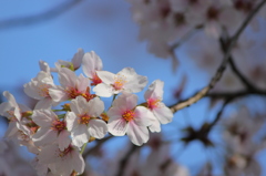 桜