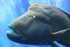 巨大魚