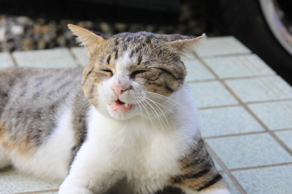 暑い暑い