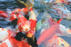金魚