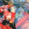 金魚