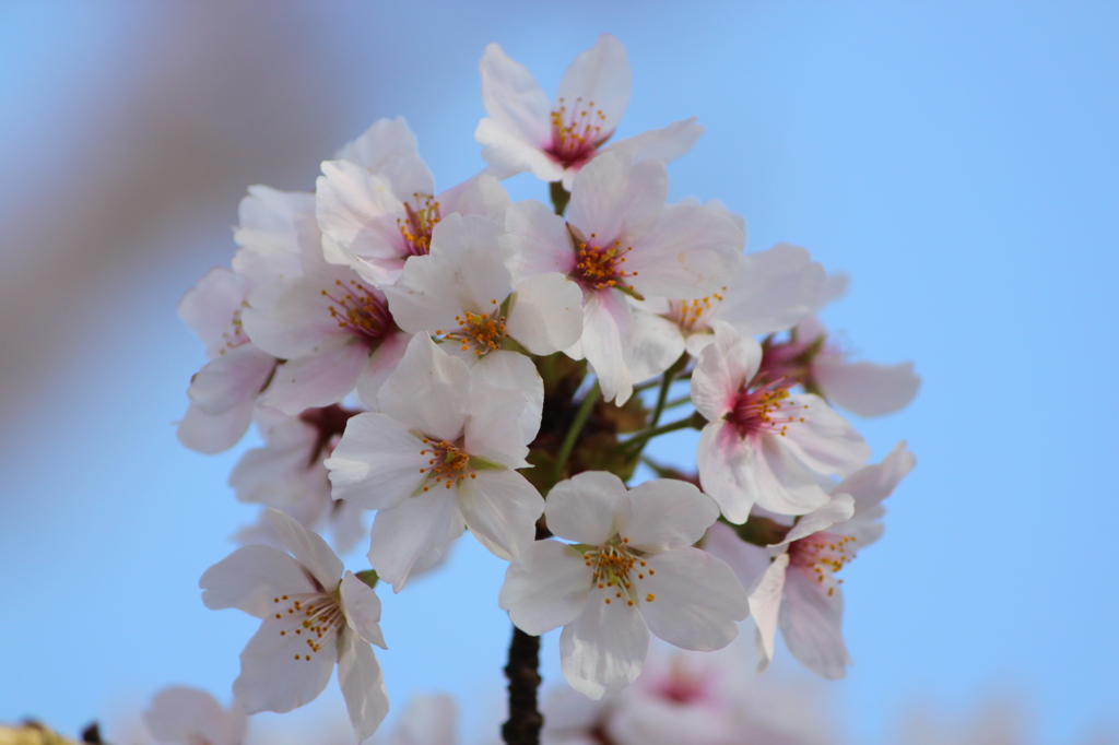 桜