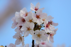 桜