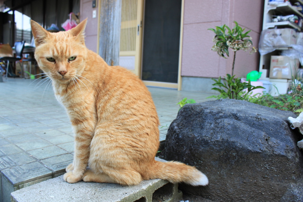 朝のひととき