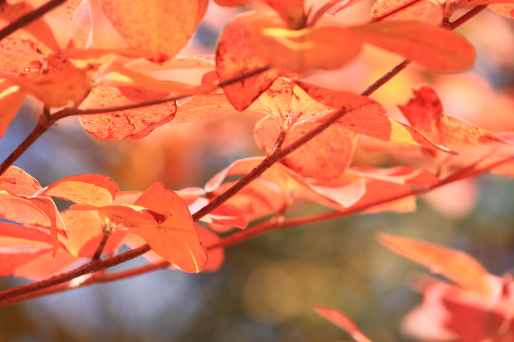 紅い蝶