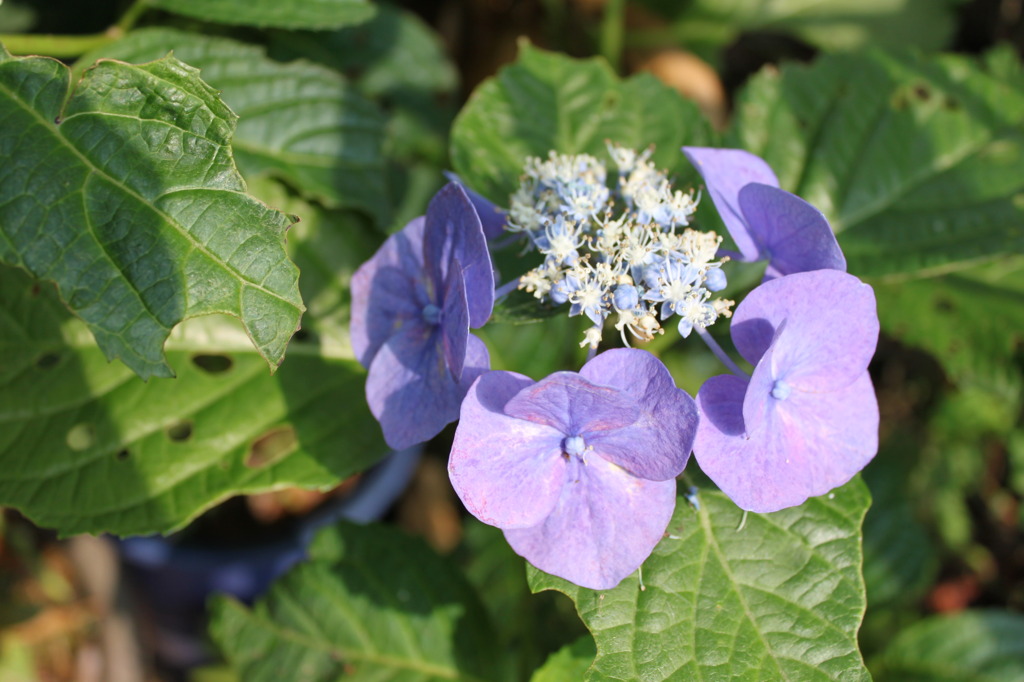 紫陽花