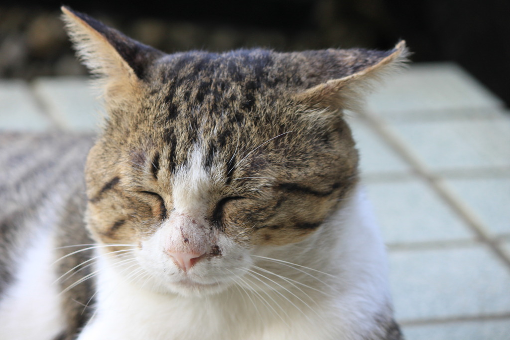 ねむたいにゃぁ～