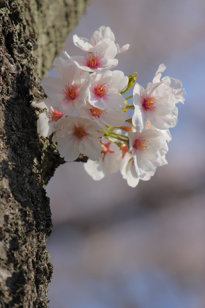 桜