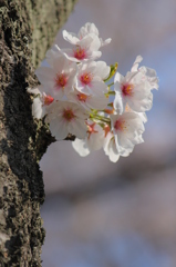 桜