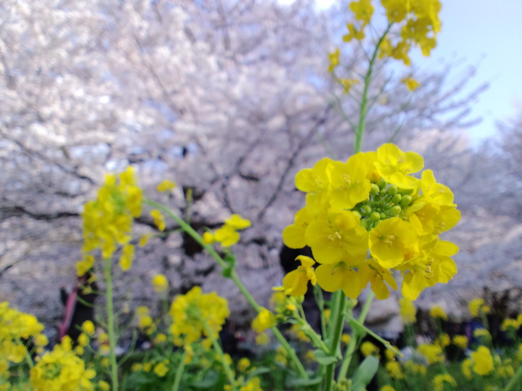 菜の花と桜