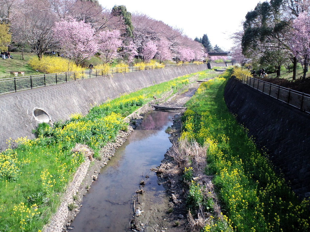 昭和記念公園にて。