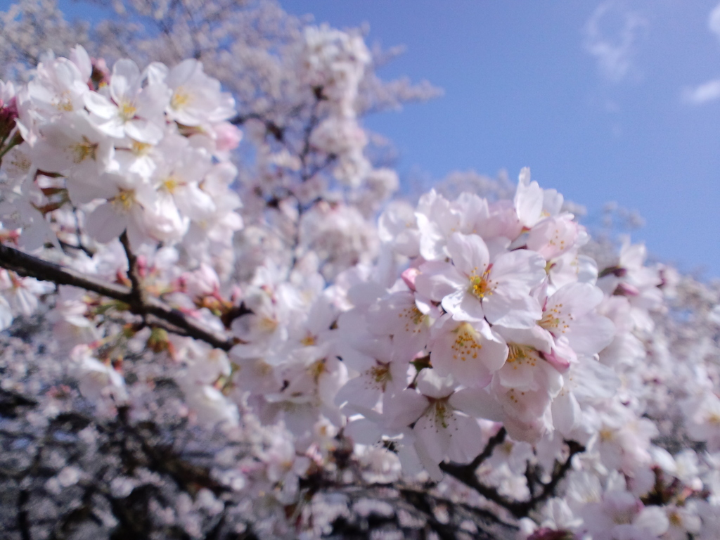 桜３