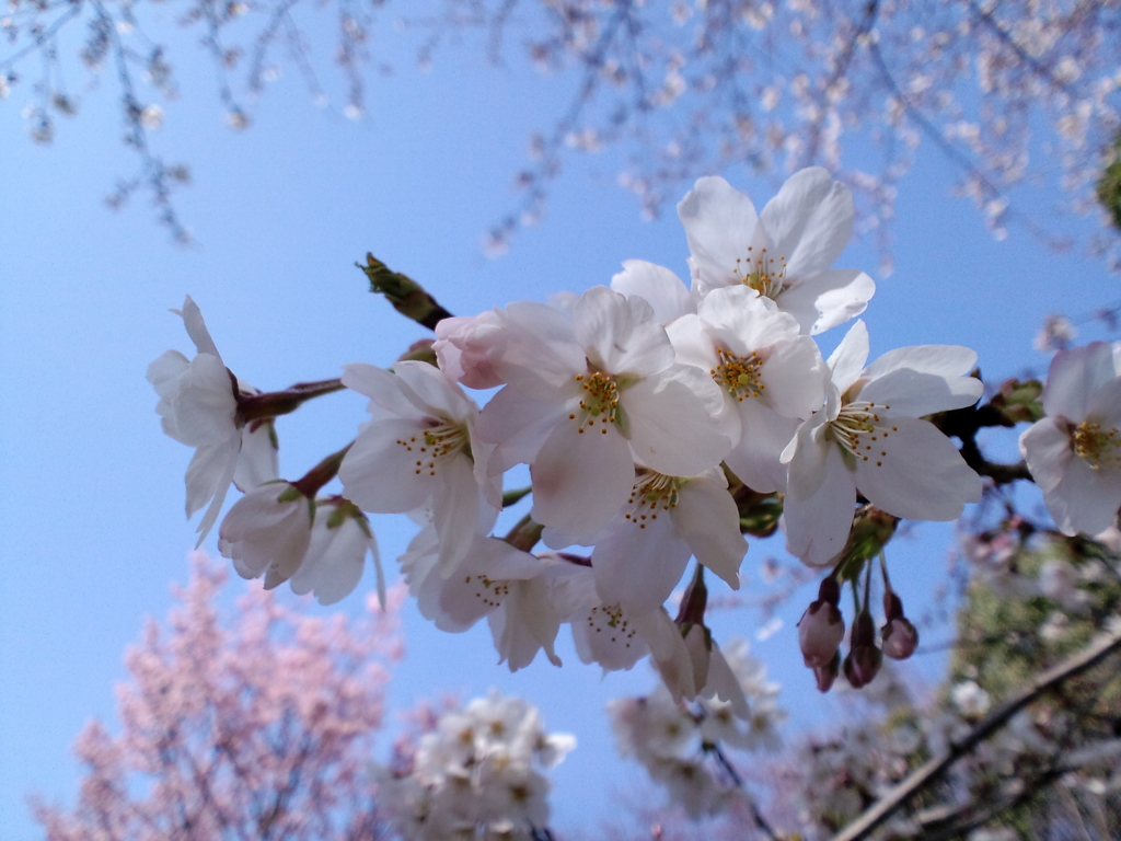 昭和記念公園にて。