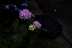 紫陽花慕情