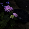 紫陽花慕情