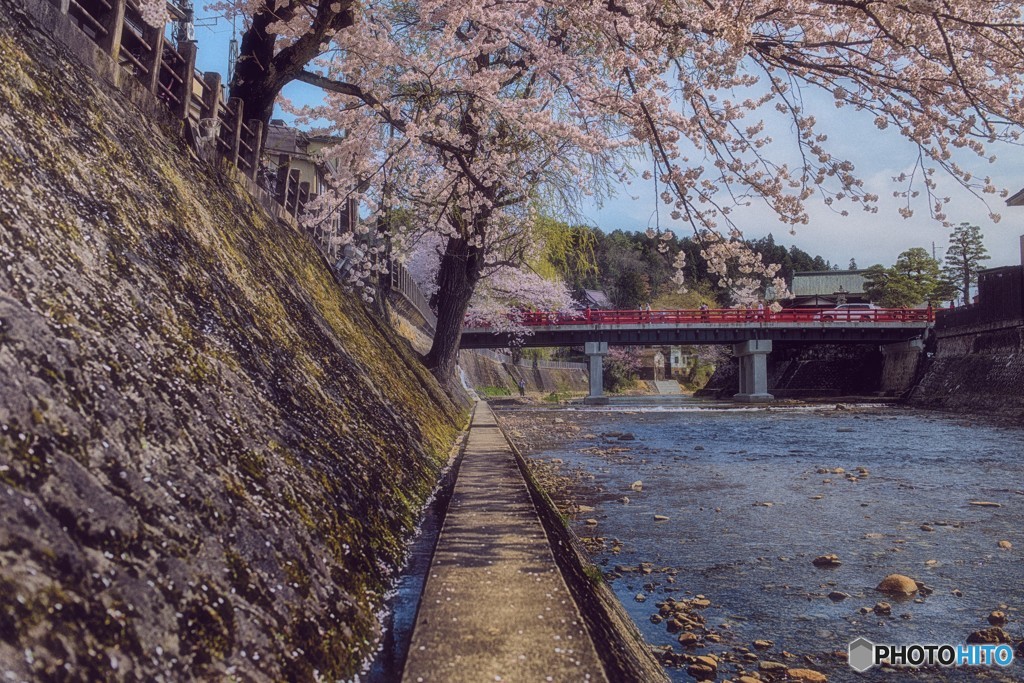 桜小道