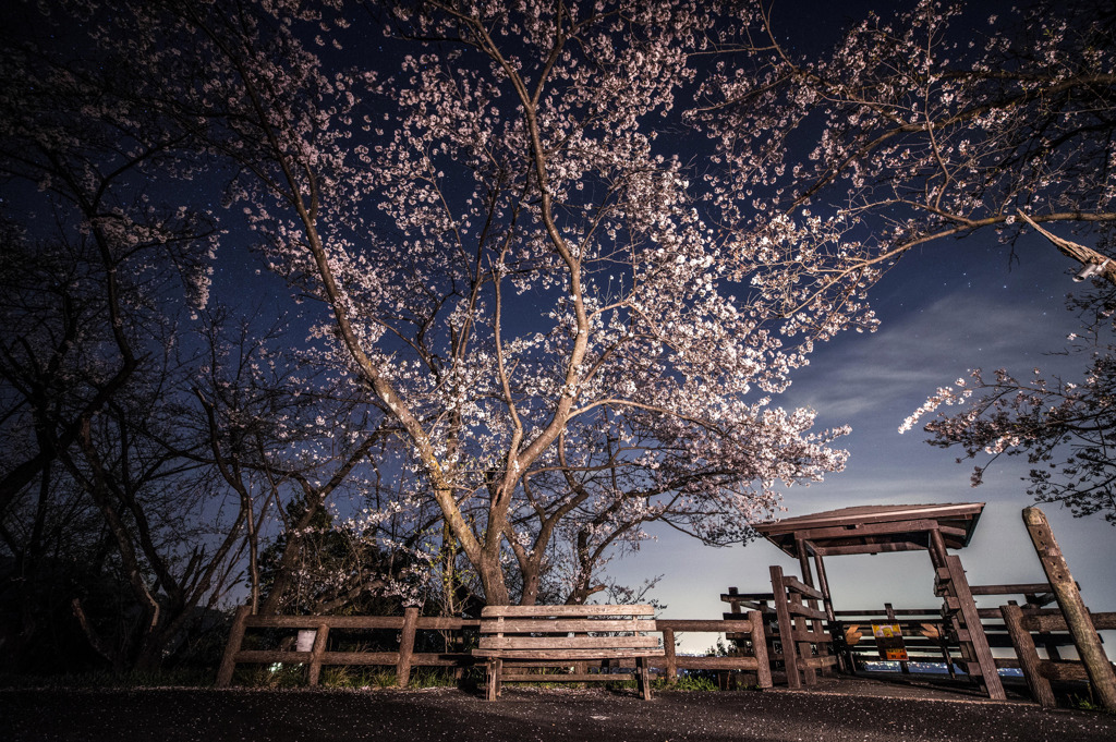 夜桜に星をちりばめて