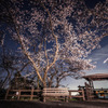 夜桜に星をちりばめて