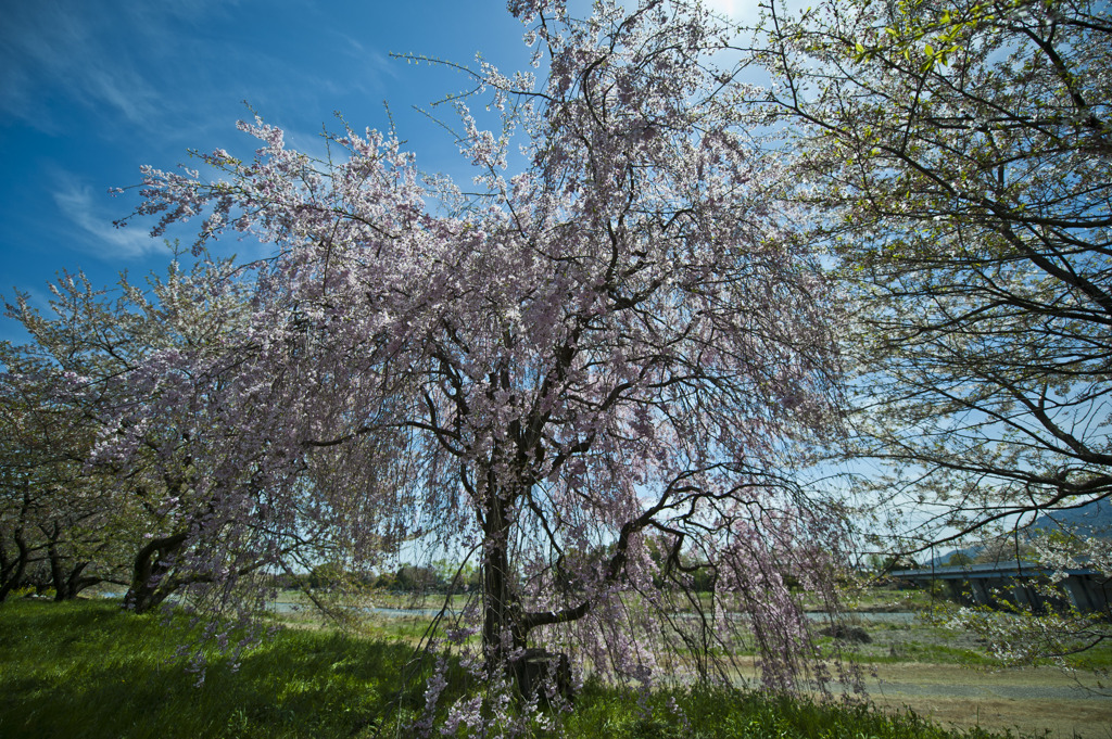 桜花爛漫